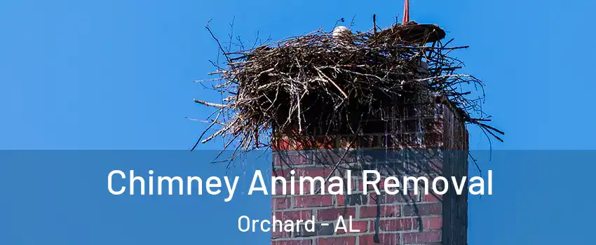 Chimney Animal Removal Orchard - AL