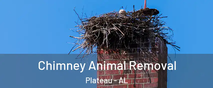 Chimney Animal Removal Plateau - AL