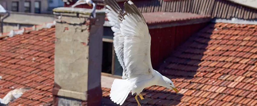 Residential Chimney Animal Removal Solution in Orchard, AL